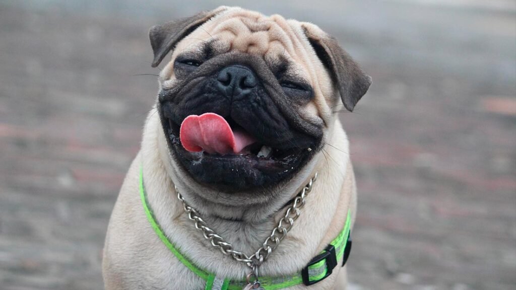 cachorro pequeno pra apartamento