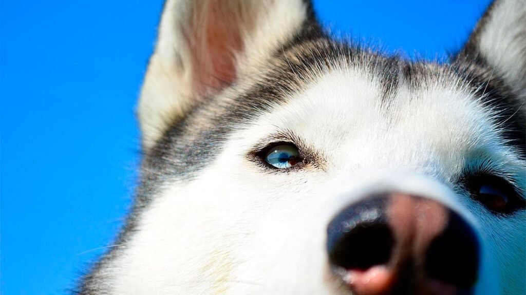 criação de husky no Brasil
