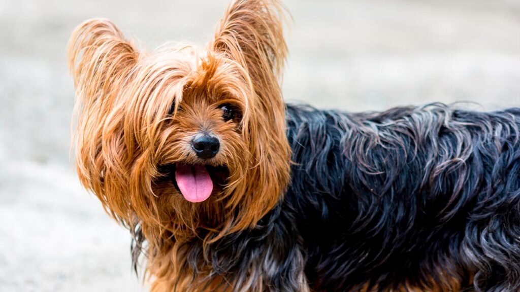 raças pequenas, cachorro ideal pra apê